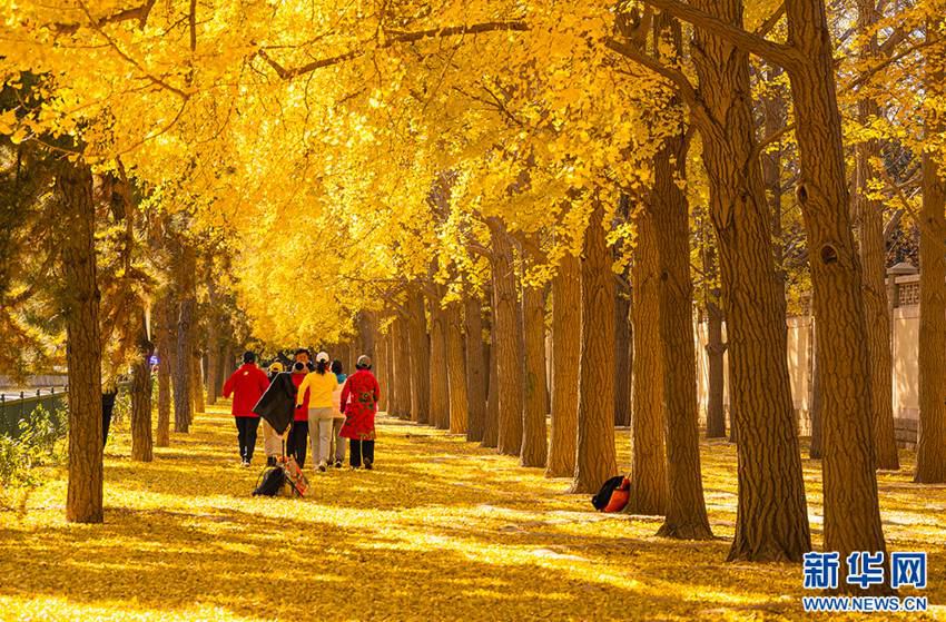 관광객들이 베이징 댜오위타이 은행나무 거리에서 춤을 춘다. [사진 출처: 신화사]