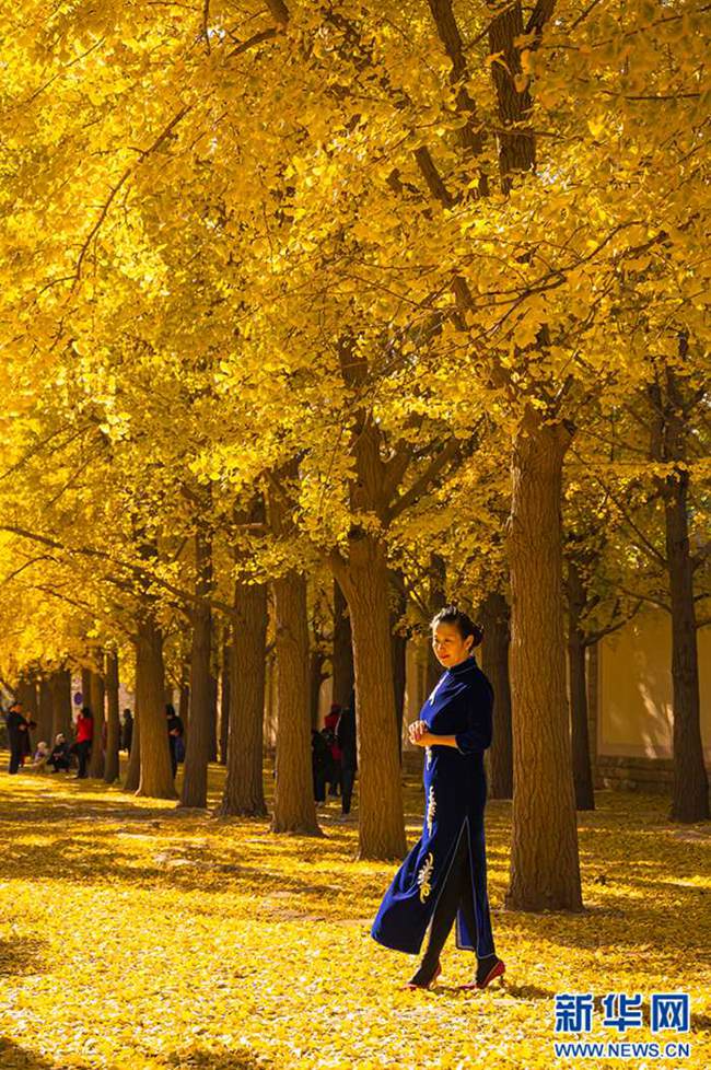 관광객이 베이징 댜오위타이 은행나무 거리에서 기념사진을 찍는다. [사진 출처: 신화사]