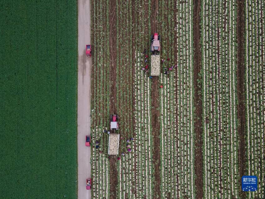 충칭시 허촨구 타이허(太和)진 캉둥(康東) 채소재배 주식합작사에서 농민들이 수확한 무를 차에 싣고 있다. [12월 5일 드론 촬영/사진 출처: 신화사]