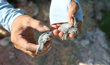 [포토] 포획부터 보호까지, 2대에 걸친 바다거북이 보호