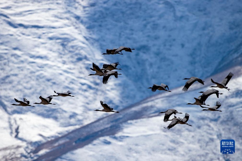 라싸시 린저우(林周)현 설산을 날아다니는 검은목 두루미(학명: Grus nigricollis) [12월 8일 촬영/사진 출처: 신화사]