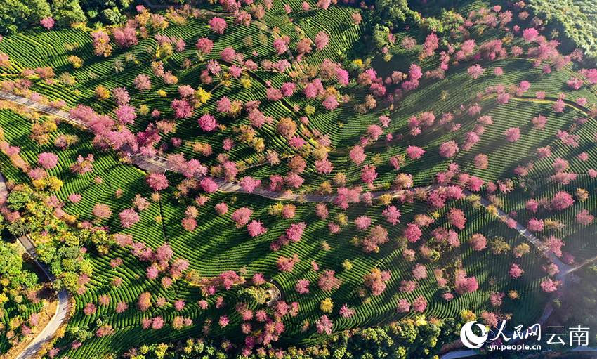 윈난 우량산 만개한 벚꽃 풍경 “장관 연출”