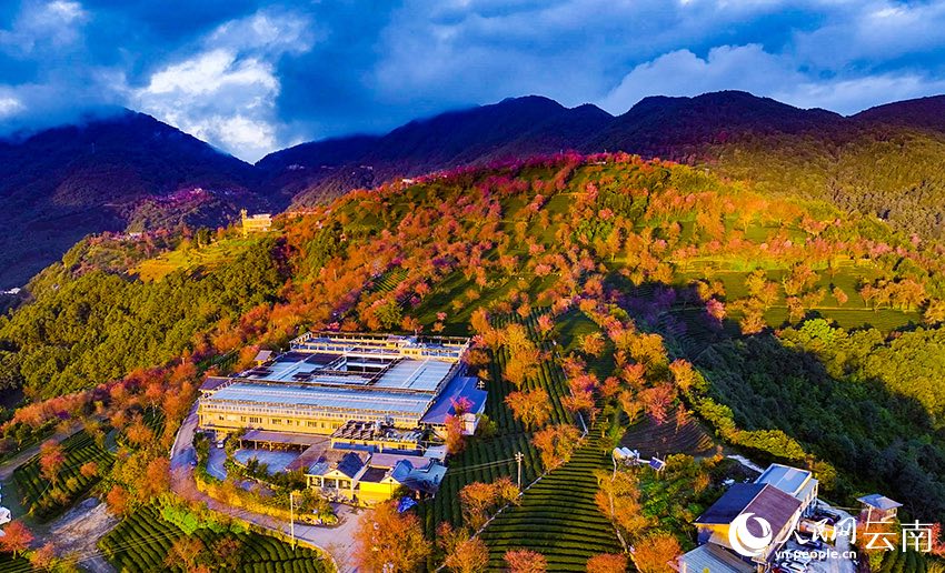 윈난 우량산 잉화구의 아름다운 일출 벚꽃 풍경