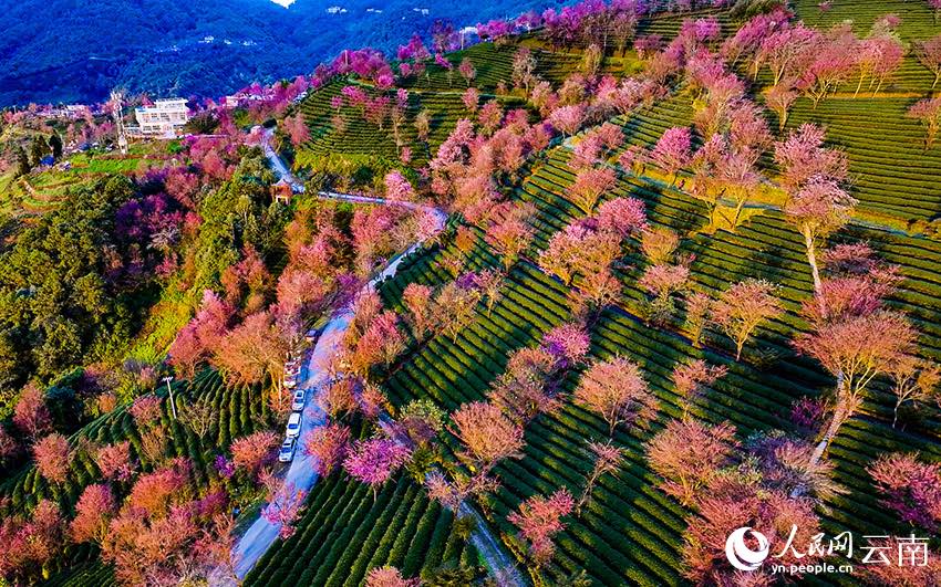 윈난 우량산 잉화구의 아름다운 일출 벚꽃 풍경