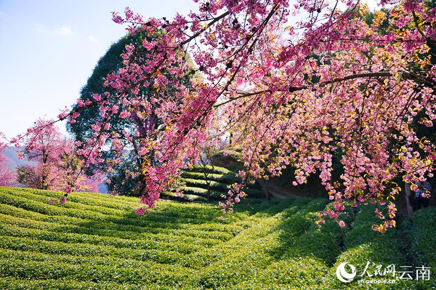 윈난 우량산 잉화구의 아름다운 벚꽃 풍경