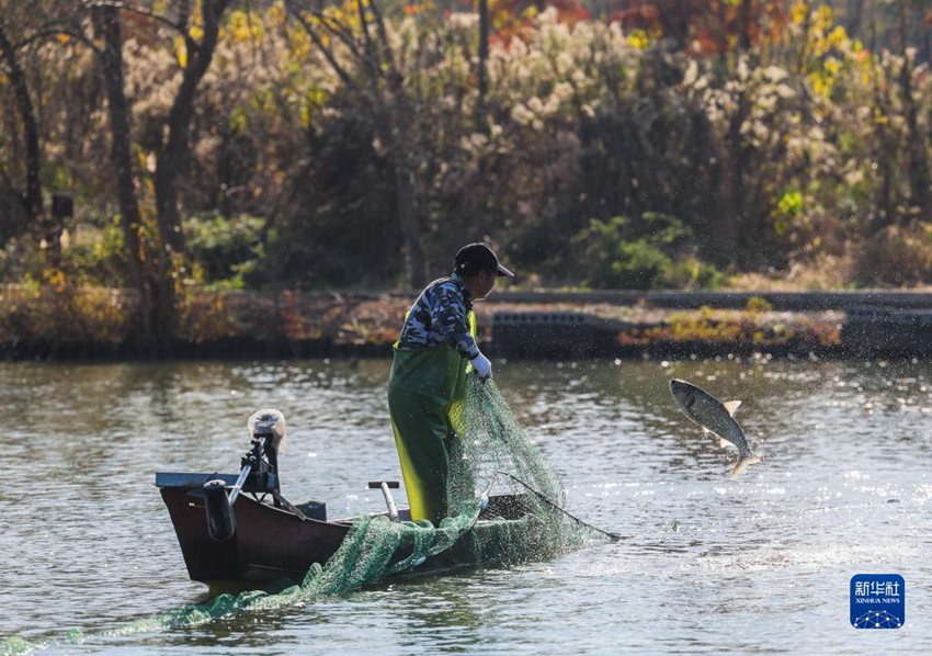 주지시 바이타호 국영 어장 수역에서 어민이 어망으로 물고기를 잡는다. [12월 14일 촬영/사진 출처: 신화사]