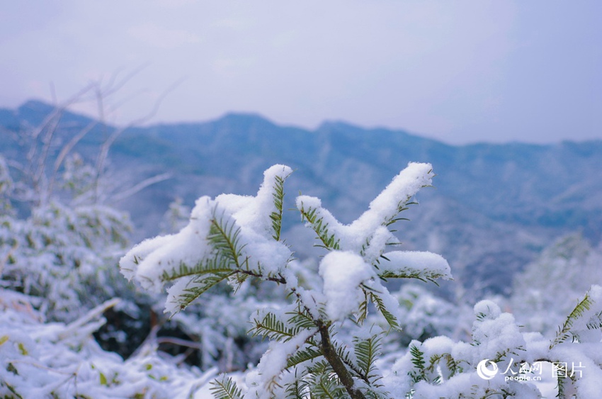 2월, 안후이(安徽)성 루안(六安)시 수청(舒城)현에 있는 한 산봉우리의 식생이 하얀 눈으로 덮여 있다.