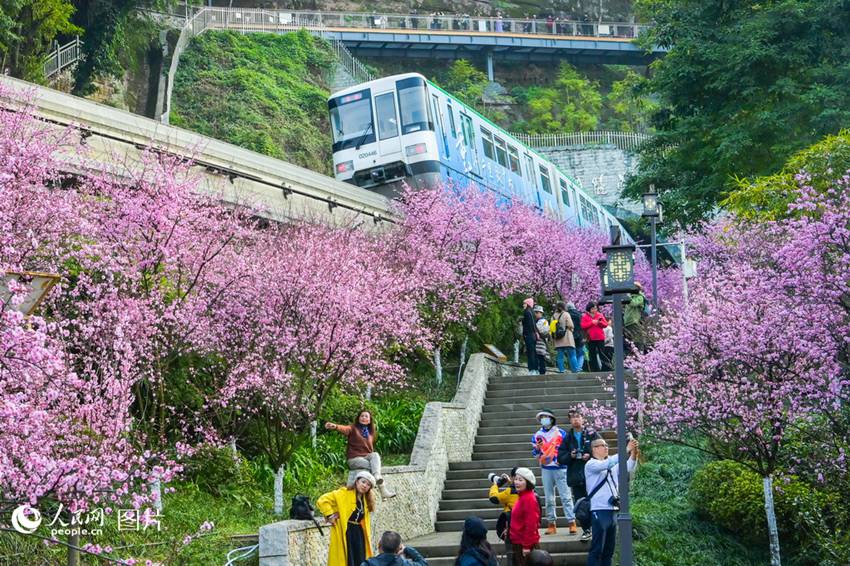 2월, ‘봄으로 가는 열차’를 타기 위해 초봄의 충칭(重慶)시 포투관(佛圖關) 공원에 몰린 시민들