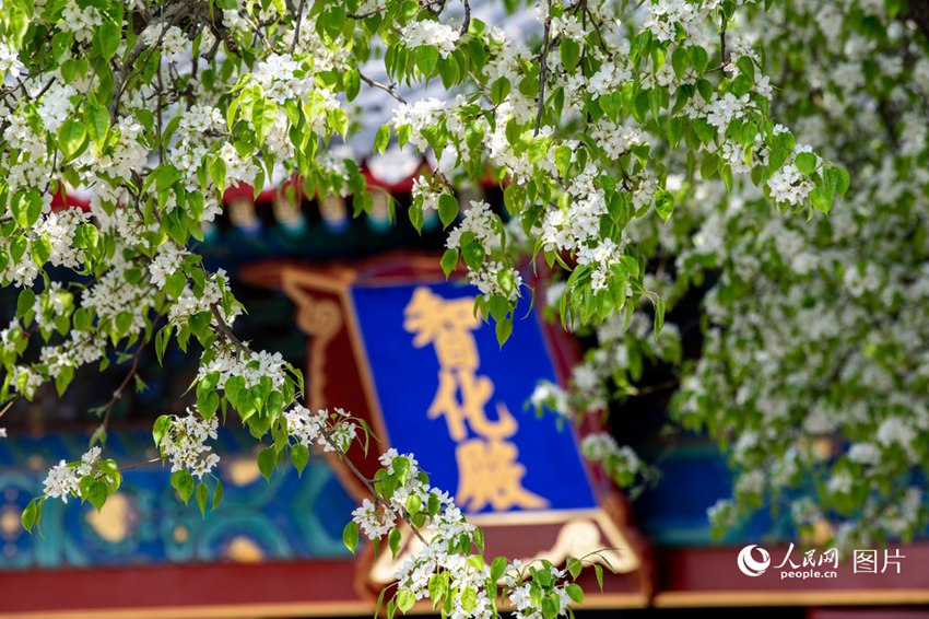 3월, 베이징시 소재 지화사(智化寺)가 온통 봄빛으로 물든 가운데 배꽃이 만개해 있다.