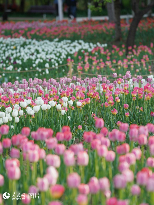 5월, 지린(吉林)성 창춘(長春)시 창춘공원에 40만여 그루의 튤립이 만개해 형형색색 아름다운 자태를 뽐내고 있다.