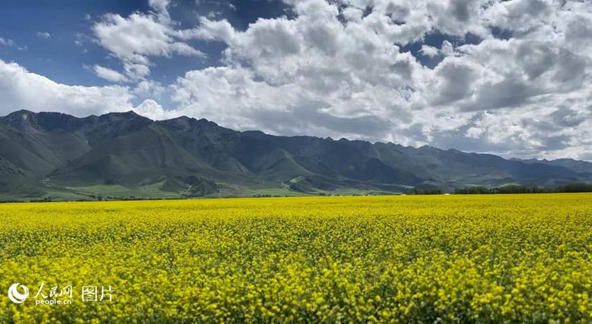 7월, 칭하이성 하이베이(海北) 짱족(藏族, 장족)자치주 먼위안(門源)현에 노란 유채꽃밭이 펼쳐져 있다.