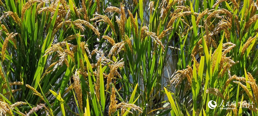 9월, 지린성 더후이(德惠)시의 벼 이삭이 수확을 앞두고 황금빛으로 물들어 있다.