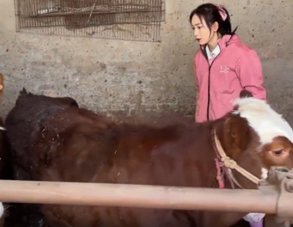 고향에서 창업한 95허우 수의사 ‘분홍색 옷을 입고 소를 보는 의사’