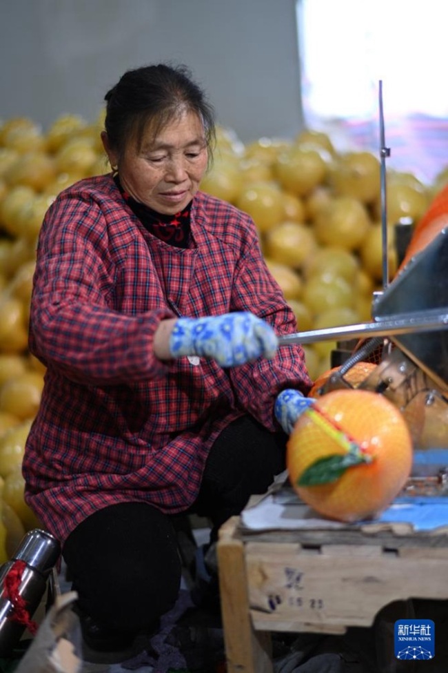 천궁현 저우핑촌 과일재배전문합작사에서 마을 주민이 유자를 포장하고 있다. [1월 8일 촬영/사진 출처: 신화사]