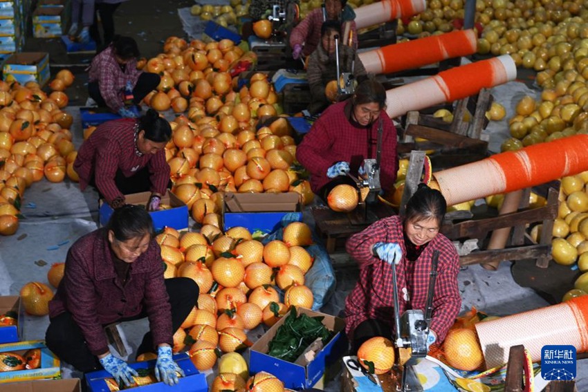 천궁현 저우핑촌 과일재배전문합작사에서 마을 주민들이 유자를 포장하고 있다. [1월 8일 촬영/사진 출처: 신화사]