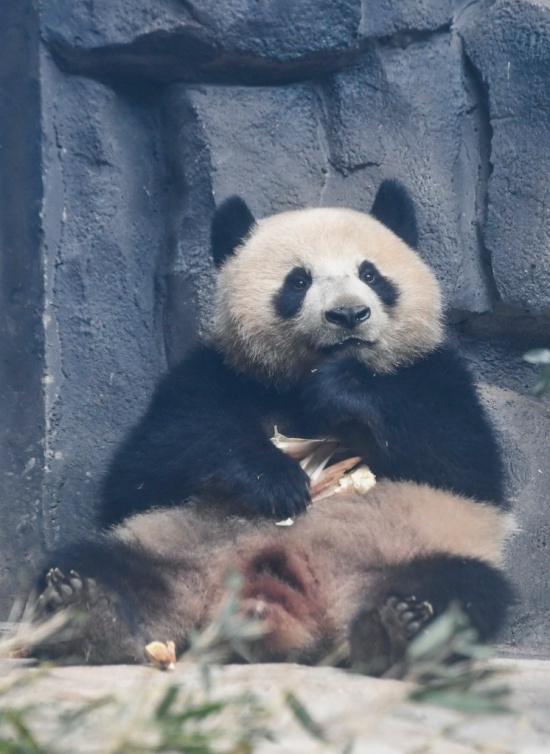 충칭 융촨 러허러두 동물 테마파크 판다관에서 촬영한 자이언트판다 ‘칭화’ [1월 3일 촬영/사진 출처: 신화사]