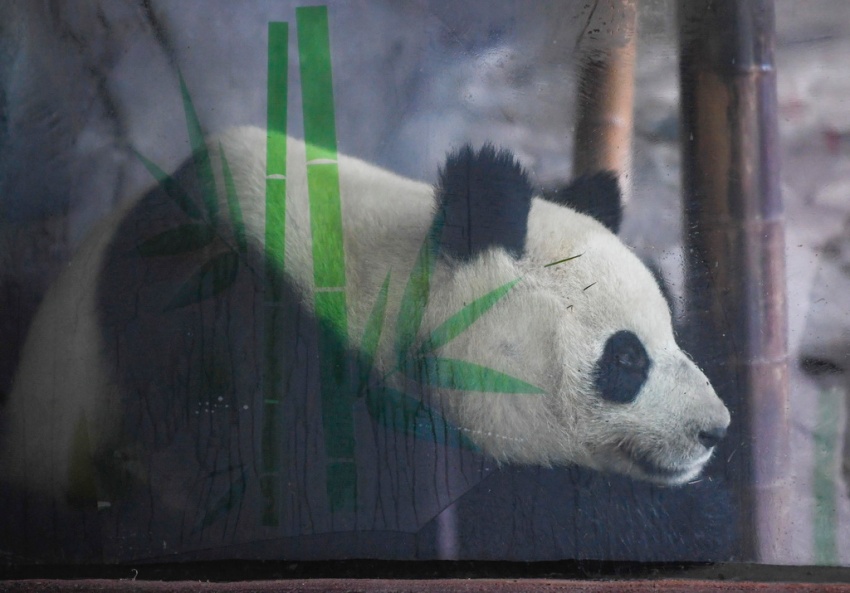 충칭 융촨 러허러두 동물 테마파크 판다관에서 촬영한 자이언트판다 ‘아이롄’ [1월 3일 촬영/사진 출처: 신화사]