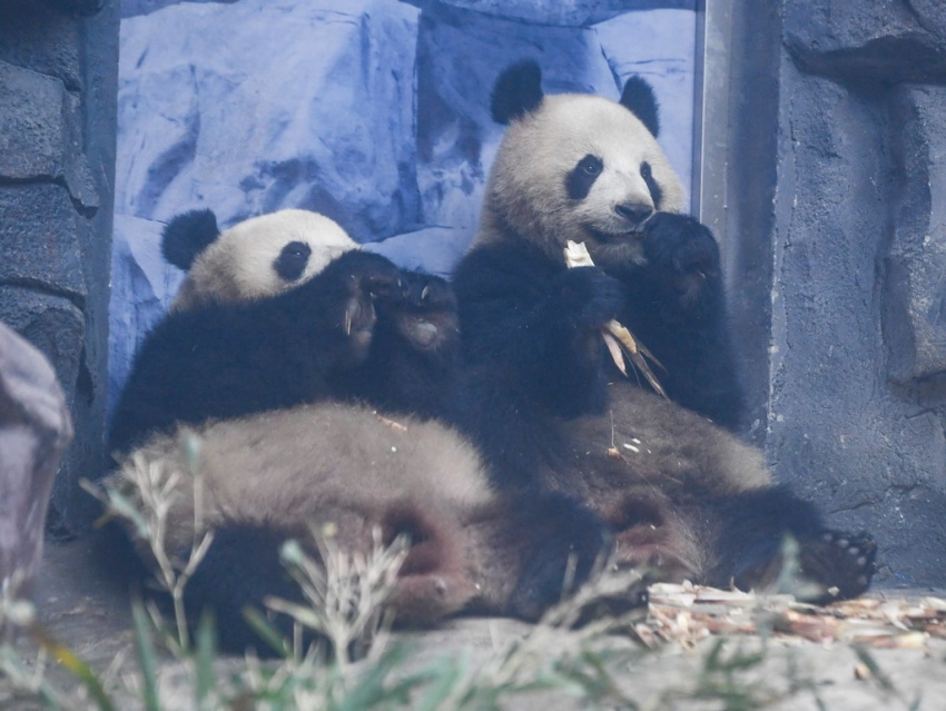 충칭 융촨 러허러두 동물 테마파크 판다관에서 촬영한 쌍둥이 자이언트판다 ‘칭화’(왼쪽)와 ‘칭루’ [1월 3일 촬영/사진 출처: 신화사]