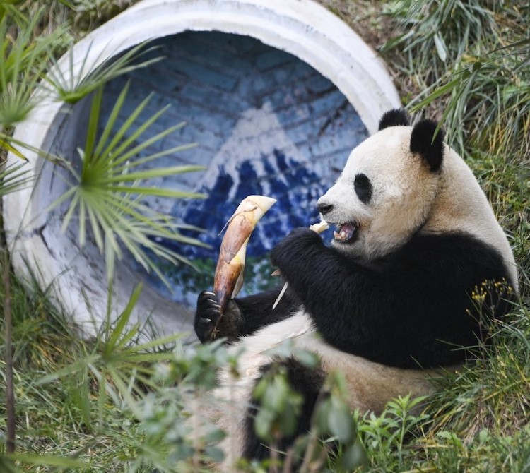 자이언트판다 ‘차오웨’는 충칭 융촨 러허러두 동물 테마파크 판다관에서 죽순을 먹는 중이다. [1월 3일 촬영/사진 출처: 신화사]