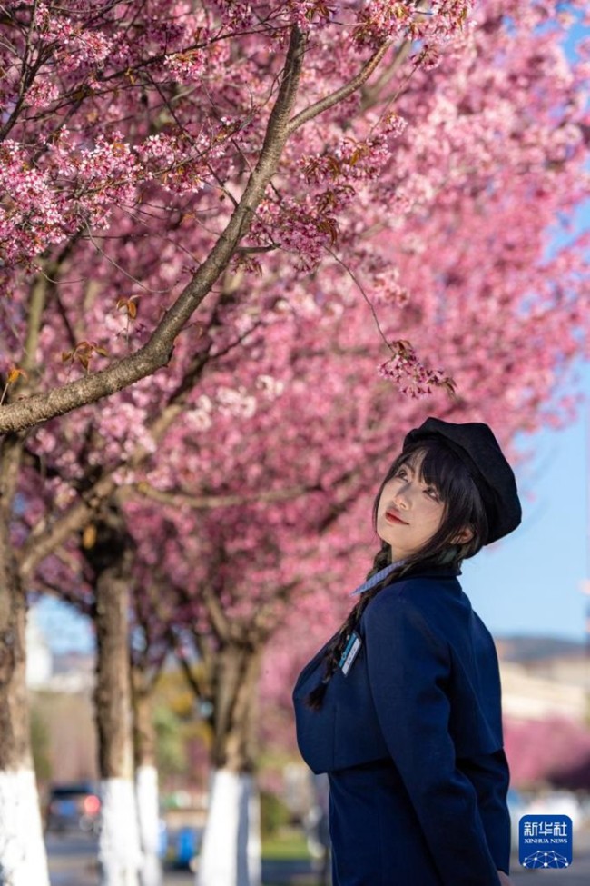 한 여성이 겨울 벚꽃 아래서 사진 찍고 있다. [1월 4일 촬영/사진 출처: 신화사]