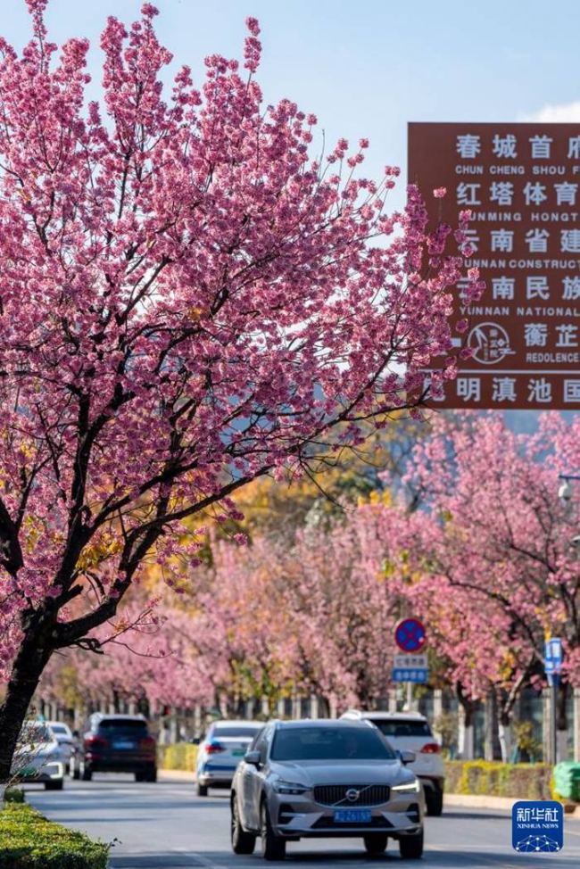 쿤밍시 훙타시(紅塔西)로에서 촬영한 활짝 핀 겨울 벚꽃 [1월 5일 촬영/사진 출처: 신화사]