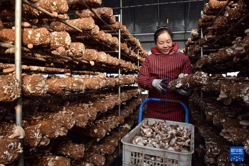 허베이 싱타이, 표고버섯 재배로 일으키는 농촌 경제