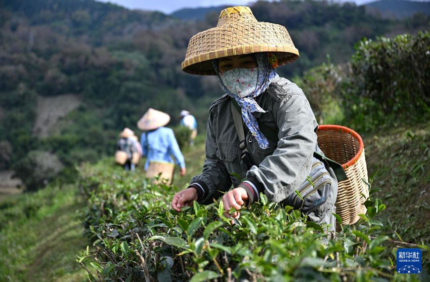 농민들이 우즈산 예셴 차밭에서 찻잎을 딴다. [1월 11일 촬영/사진 출처: 신화사]