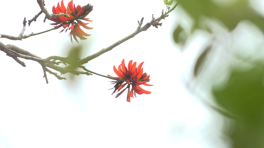 츠퉁 꽃이 만개한 ‘츠퉁도시’ 취안저우