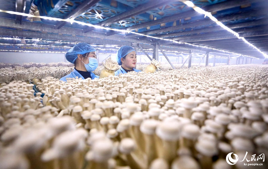 간쑤(甘肅)성 장예(張掖)시 간저우(甘州)구 바지탄(巴吉灘)공업단지 내 직원들이 녹용버섯 생산실에서 버섯 상태를 살펴본다. [2월 18일 촬영/사진 촬영: 왕장(王將)]