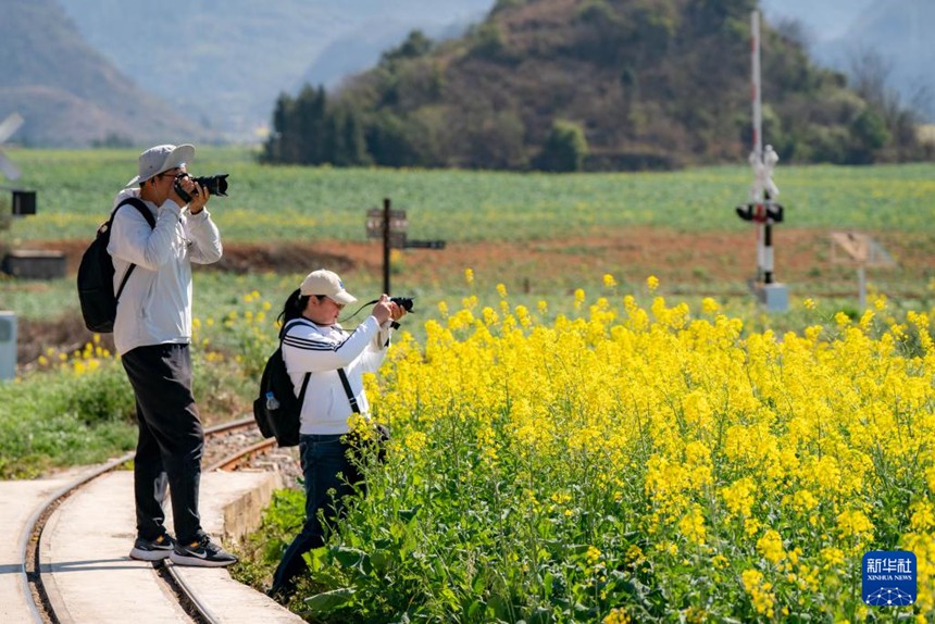 관광객들이 유채꽃을 촬영하고 있다. [2월 19일 촬영/사진 출처: 신화사]