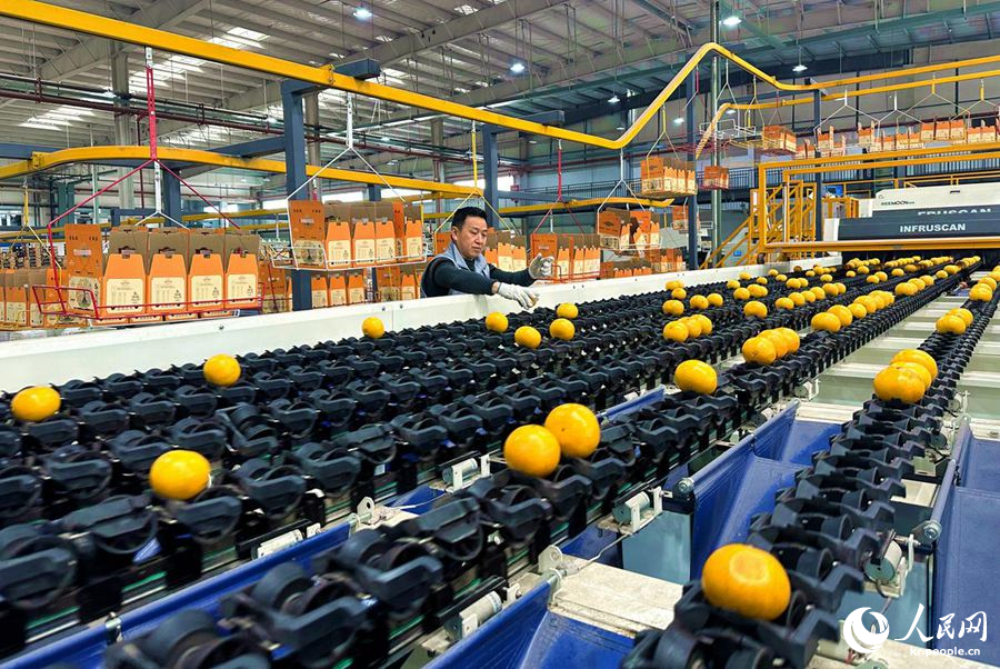 쓰촨성 메이산시 런서우현의 과일 스마트 분류 작업장에서 직원이 분류라인 위의 감귤을 살펴본다. [3월 2일 촬영/사진 촬영: 판솨이]