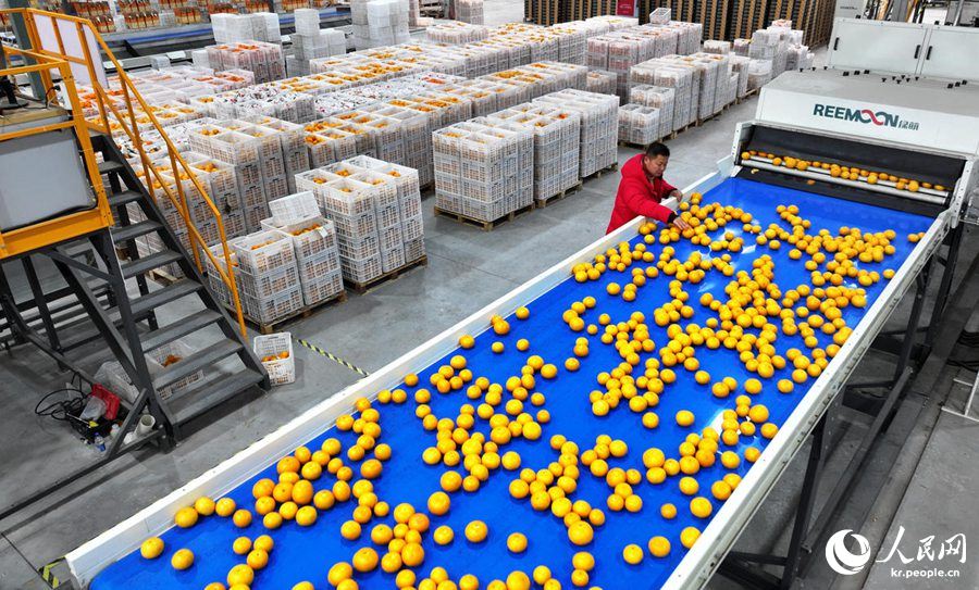 쓰촨성 메이산시 런서우현의 과일 스마트 분류 작업장에서 직원이 분류라인 위의 감귤을 살펴본다. [3월 2일 촬영/사진 촬영: 판솨이(潘帥)]