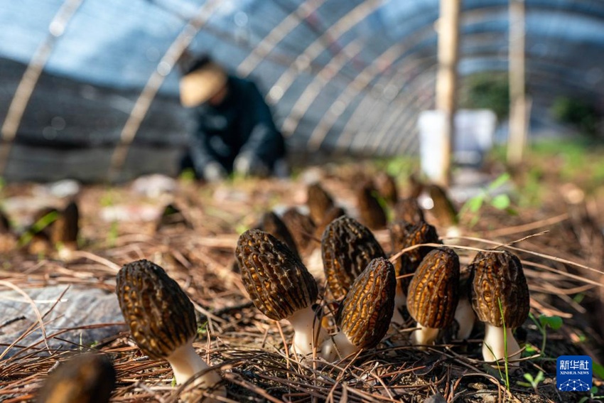 윈난 샹거리라, 곰보버섯 산업으로 농가 소득증대 견인