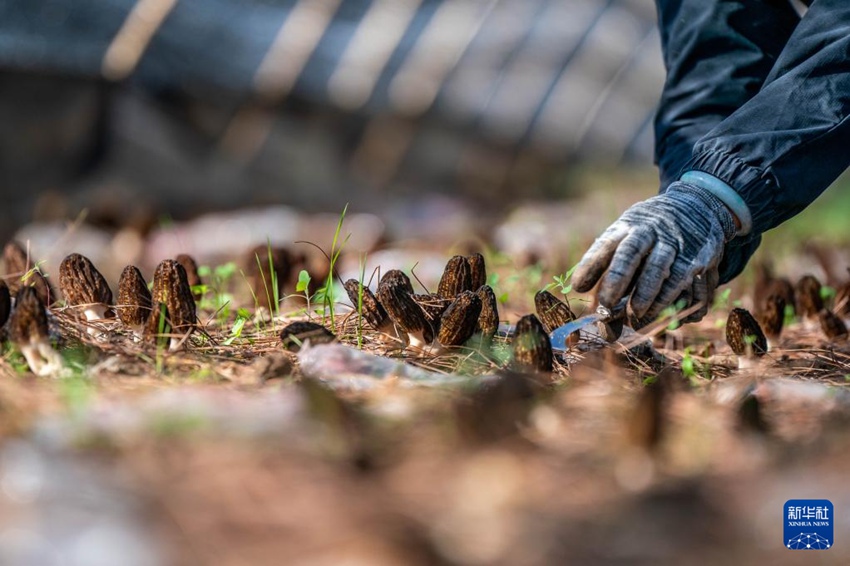 샹거리라시 싼바나시족향 장볜촌 주민이 비닐하우스에서 곰보버섯을 수확한다. [3월 10일 촬영/사진 출처: 신화사]