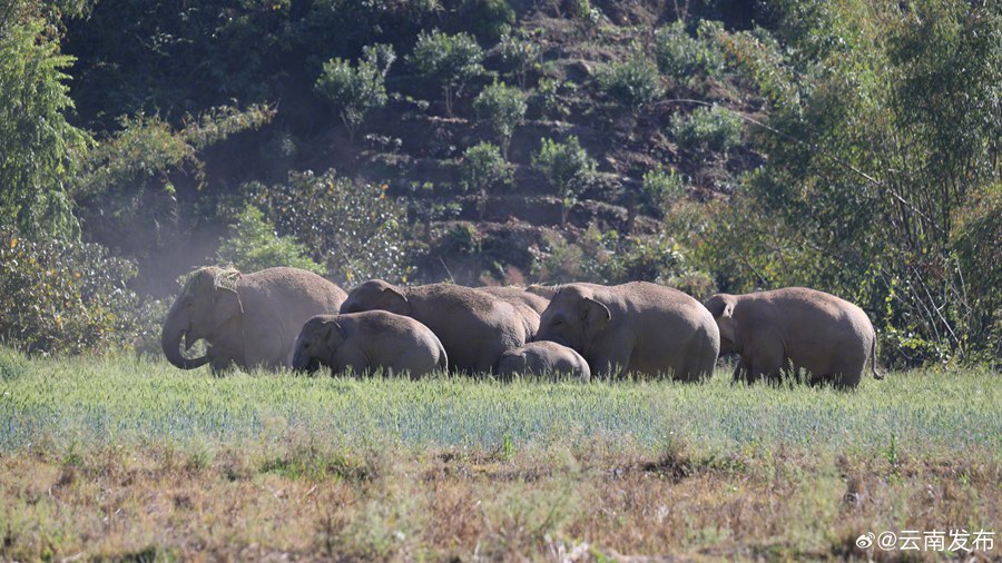 [포토] 윈난 야생 아시아코끼리 단체로 ‘봄나들이’