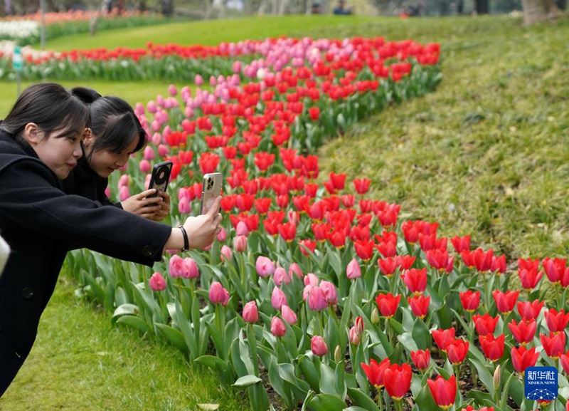 관광객 두 명이 항저우(杭州) 타이쯔완(太子灣)공원에서 튤립을 카메라에 담는다. [3월 11일 촬영/사진 출처: 신화사]
