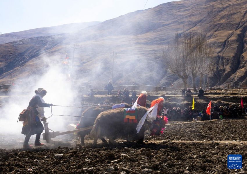 시짱 산난(山南)시 충제(瓊結)현 자마(加麻)향 자마(加麻)촌의 봄갈이 행사 현장, 농민이 전통 풍습에 따라 두 마리 소를 앞세우고 땅을 간다. [3월 16일 촬영/사진 출처: 신화사]