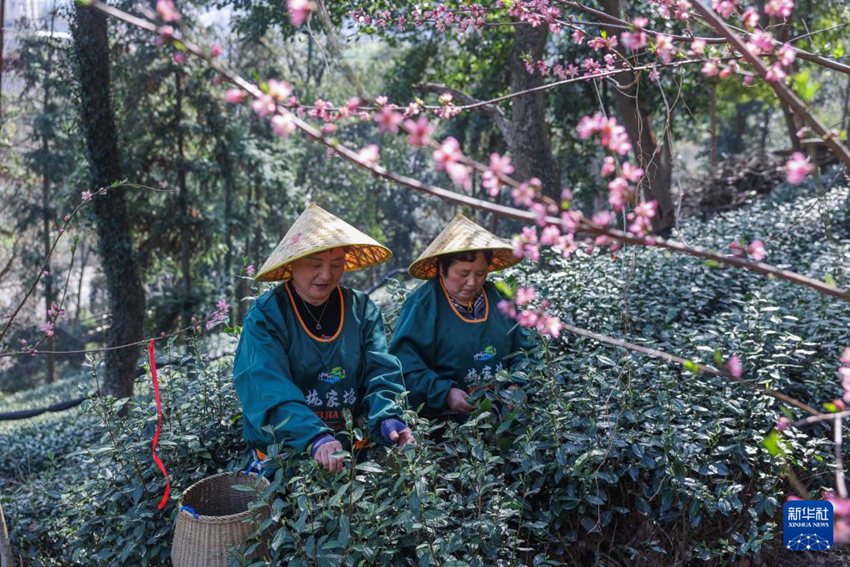 메이자우촌의 차농들이 시후 룽징 ‘밍첸차’를 수확하기 시작한다. [3월 20일 촬영/사진 출처: 신화사]