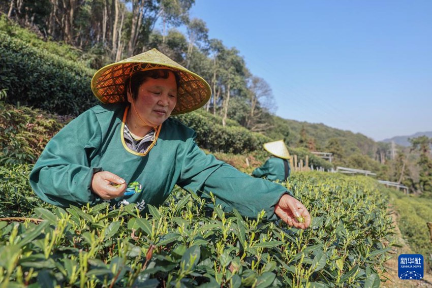 메이자우촌의 차농이 시후 룽징 ‘밍첸차’를 수확한다. [3월 20일 촬영/사진 출처: 신화사]