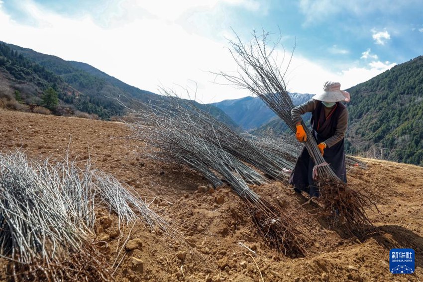 촌민이 육성된 변엽해당 묘목을 묶어 흙에 싸서 심을 준비를 한다. [3월 10일 촬영/사진 출처: 신화사]