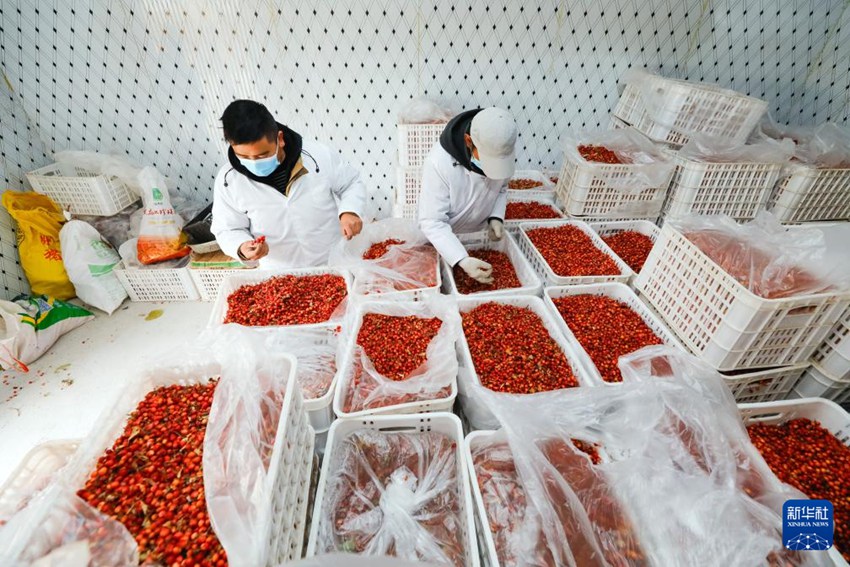 다오푸현 농가 특산품 가공단지의 한 식품기업 냉동창고에서 음료 제조를 위한 변엽해당 열매를 선별 중이다. [3월 10일 촬영/사진 출처: 신화사]