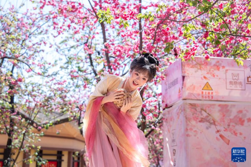 [포토] 윈난 쿤밍, 벚꽃 만개로 봄날 만끽