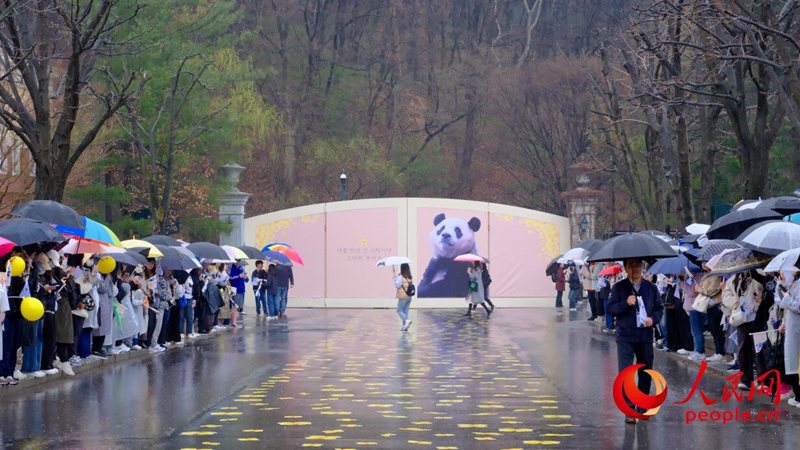 한국 현지 비가 오는 가운데도 다수 팬들이 현장을 방문해 푸바오와의 마지막 인사를 나눈다.