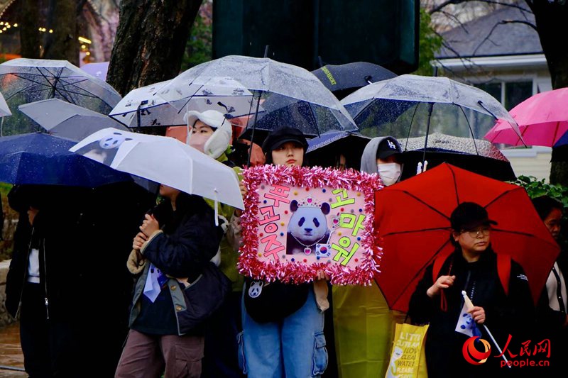 한국 현지 비가 오는 가운데도 다수 팬들이 현장을 방문해 푸바오와의 마지막 인사를 나눈다.