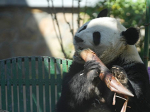 中 베이징, 귀여운 자이언트판다 '찰칵'노동절 연휴(4월 29일∼5월 3일) 기간 귀여운 '국보' 자이언트판다를 보기 위해 베이징동물원을 찾는 관광객들의 발걸음이 이어졌다.