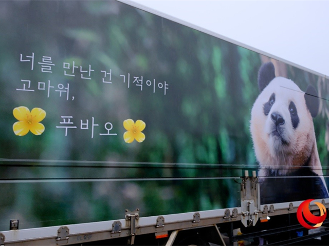 ‘푸바오’ 3일 귀국, 한국 팬들 궂은 날씨에도 배웅 나와