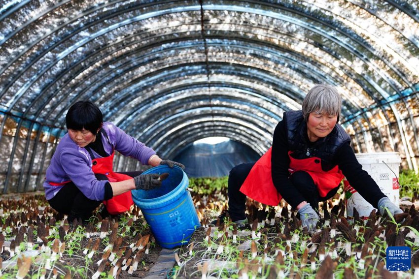 위안탕화넝 태양광발전소 ‘농광호보’ 사업 관련 비닐하우스에서 농민들이 곰보버섯을 수확한다. [3월 20일 촬영/사진 출처: 신화사]