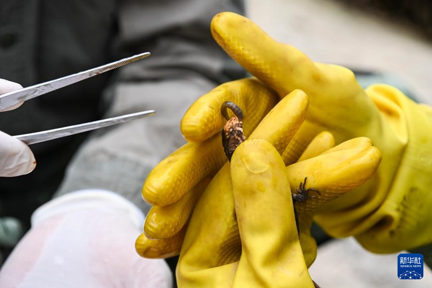 직원이 새끼 악어도마뱀에게 먹이를 준다. [3월 21일 촬영/사진 출처: 신화사]