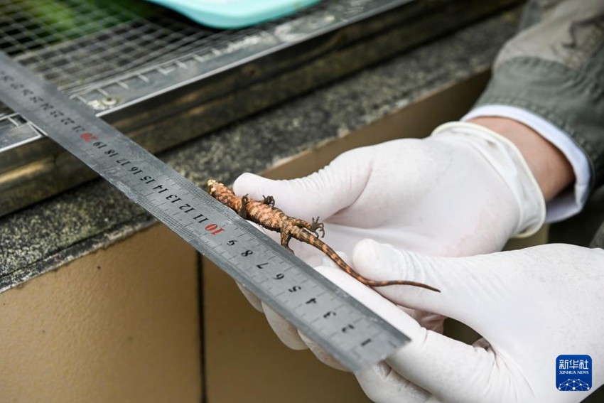 직원이 태어난 지 한 달 된 새끼 악어도마뱀의 길이를 측정한다. [3월 21일 촬영/사진 출처: 신화사]