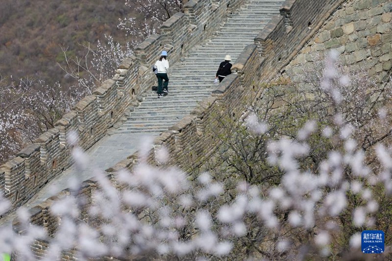 무톈위 창청을 찾은 관광객들이 활짝 핀 야생화를 구경하며 봄을 즐기고 있다. [4월 8일 활영/사진 출처: 신화사]
